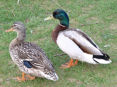 Кряква / Птицы Южных Курил